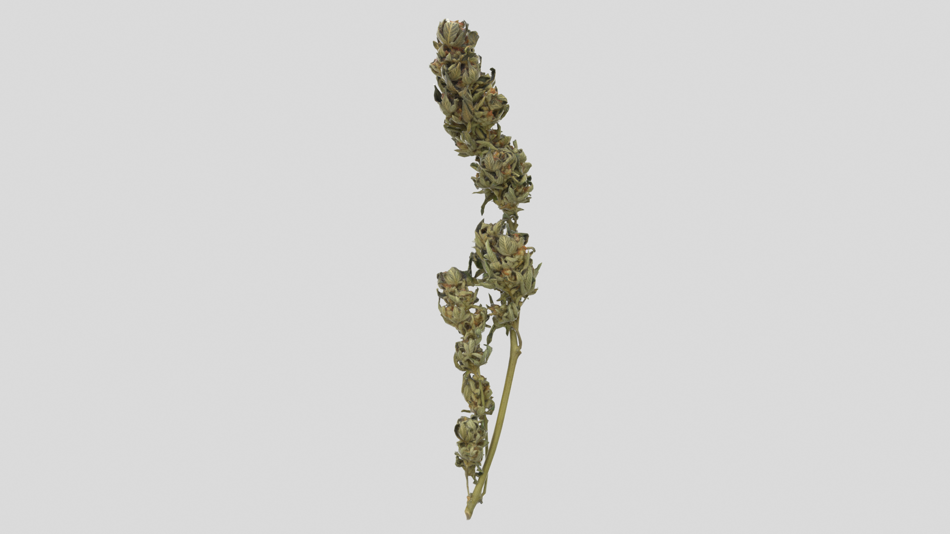3D model Ultimate Cannabis Collection https://p.turbosquid.com/ts-thumb/l5/JrIcyp/10/branch01tt/png/1626239705/1920x1080/turn_fit_q99/4c1a6a840bf9db83279f3903ae6e4c40a3df5d45/branch01tt-1.jpg