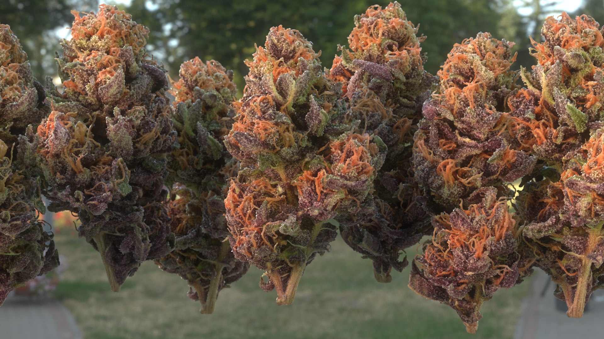 3D model Ultimate Cannabis Collection https://p.turbosquid.com/ts-thumb/l5/JrIcyp/2K/ff_r4c/png/1673678245/1920x1080/fit_q87/13fa4de7dc6398b8ef1add81e39fc8162af667d9/ff_r4c.jpg