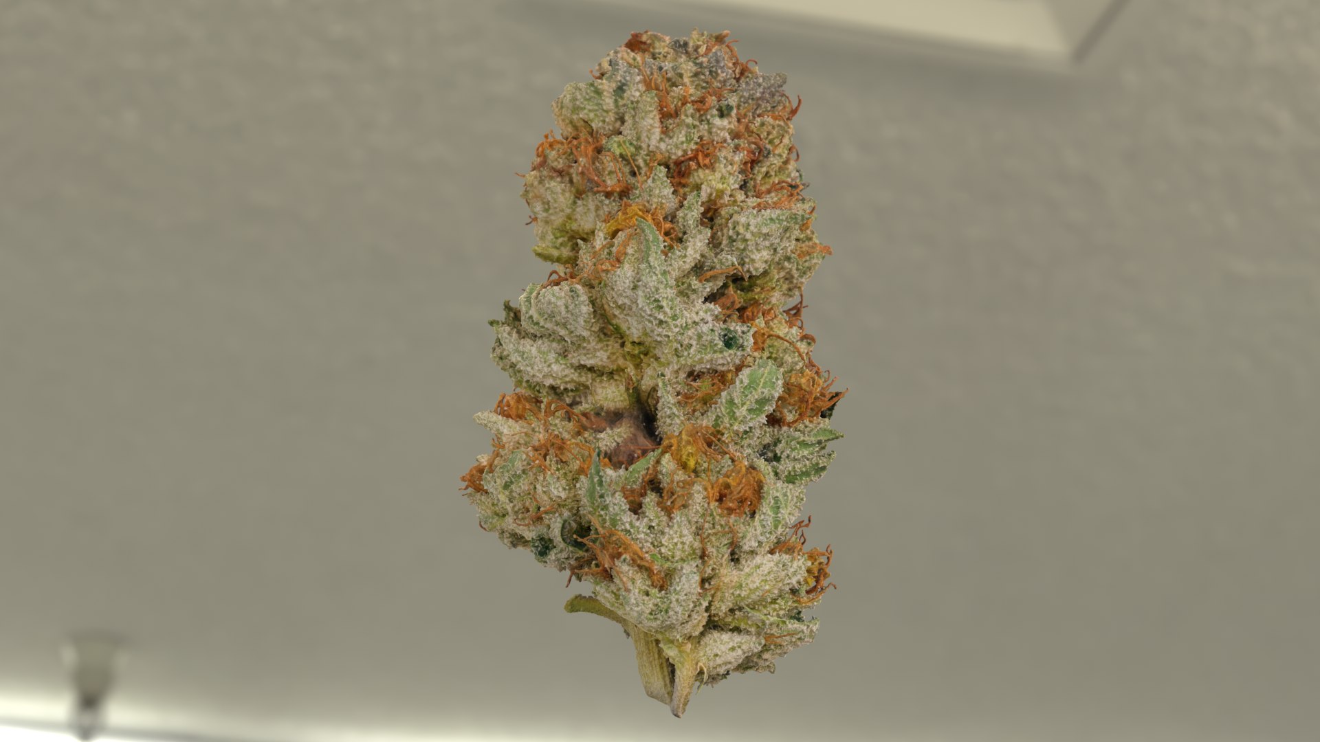 3D model Ultimate Cannabis Collection https://p.turbosquid.com/ts-thumb/l5/JrIcyp/5f/strawnana_r4c/png/1673677915/1920x1080/fit_q87/9794df8ea13f32dc85e16dda6a4671a8f5f7a7b4/strawnana_r4c.jpg