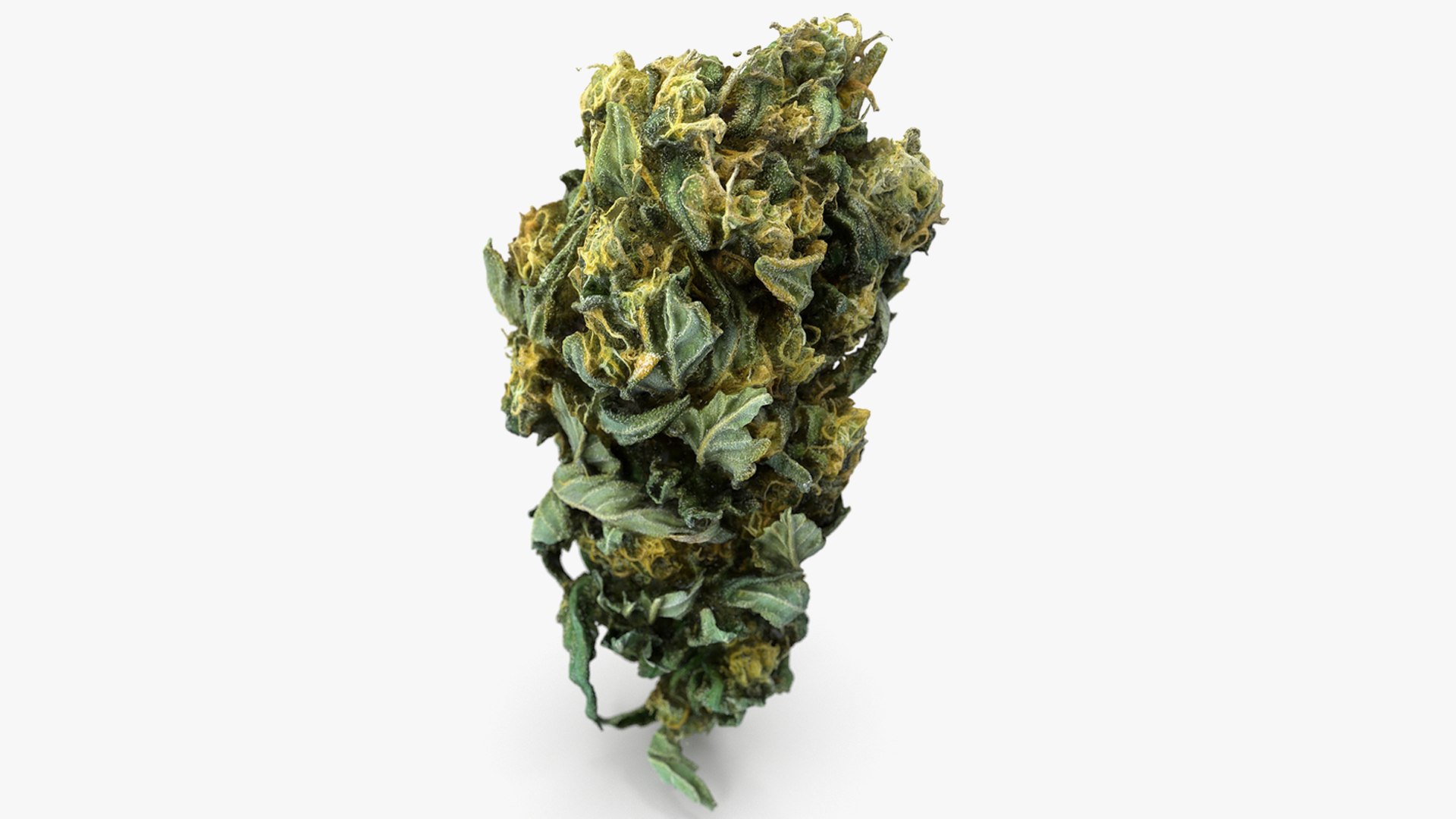 3D model Ultimate Cannabis Collection https://p.turbosquid.com/ts-thumb/l5/JrIcyp/70/7/png/1673680177/1920x1080/fit_q87/b3d0d153311d285cd90d51f31199d4468ff8ff0f/7.jpg