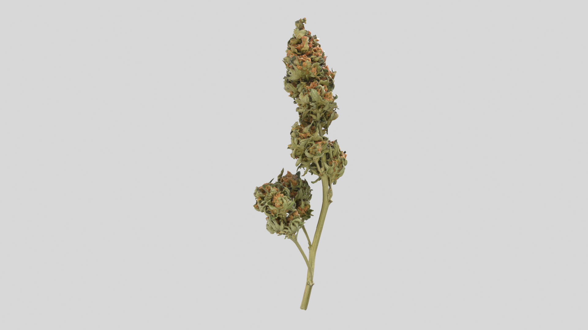 3D model Ultimate Cannabis Collection https://p.turbosquid.com/ts-thumb/l5/JrIcyp/CC/branch04tt/png/1673679756/1920x1080/turn_fit_q99/45baf5ee429a38ce445e9b9563fa71703cc9ad9e/branch04tt-1.jpg