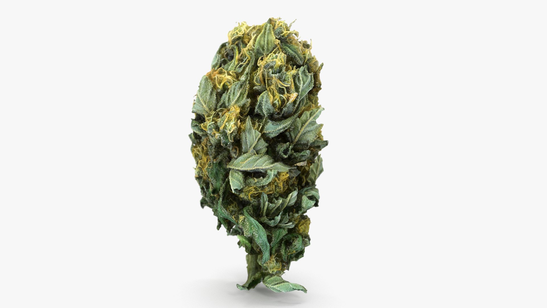 3D model Ultimate Cannabis Collection https://p.turbosquid.com/ts-thumb/l5/JrIcyp/Cj/9/png/1673680178/1920x1080/fit_q87/aa8dcc0c9aae86cc609646da14a07f282afff25c/9.jpg