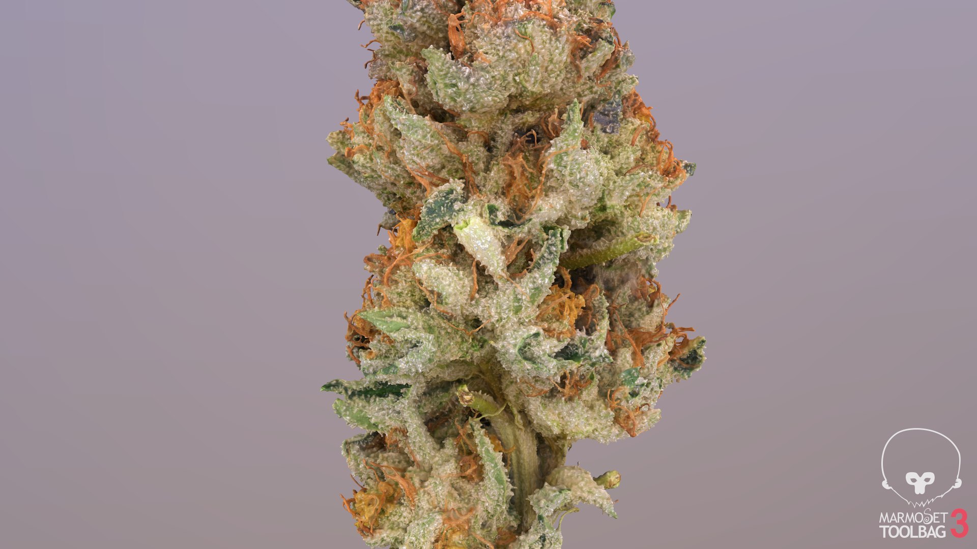 3D model Ultimate Cannabis Collection https://p.turbosquid.com/ts-thumb/l5/JrIcyp/OX/screenshot1009/png/1673677910/1920x1080/fit_q87/0bd171ee086a1e61f7625331672d38ac2f0a884f/screenshot1009.jpg