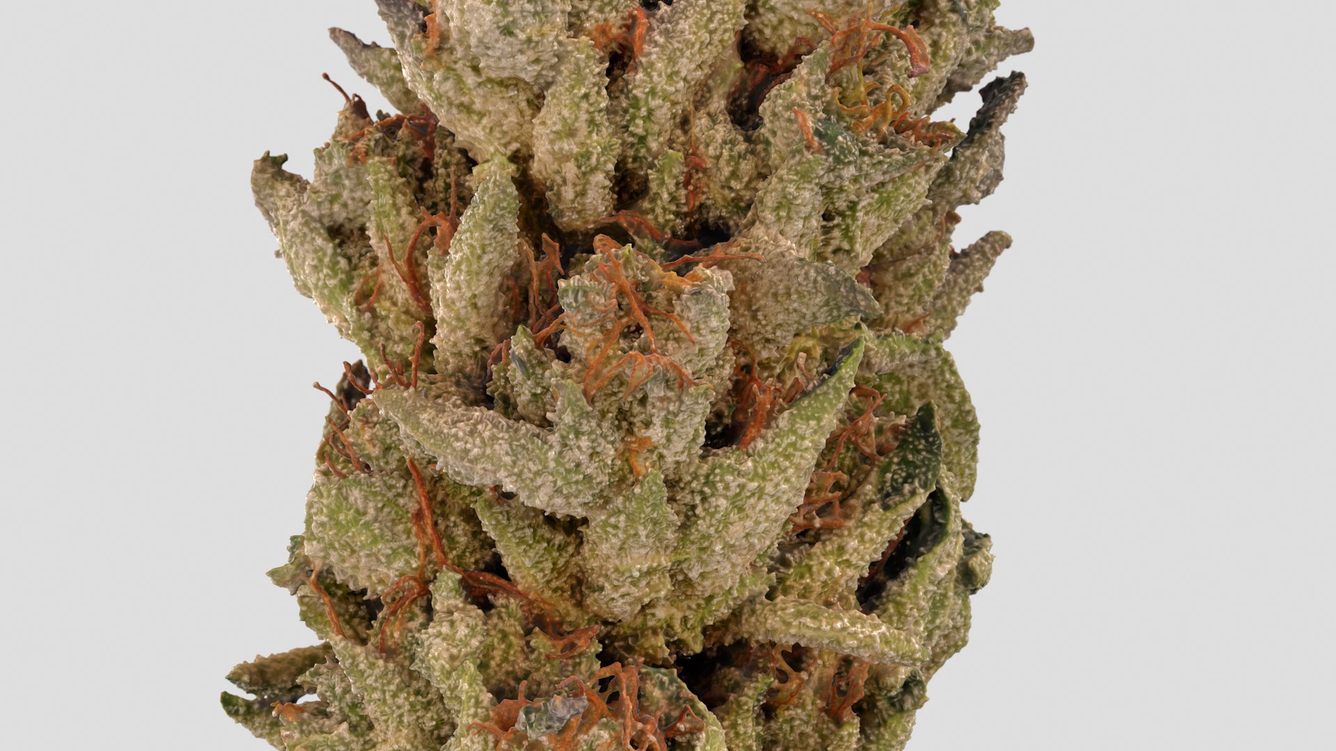 3D model Ultimate Cannabis Collection https://p.turbosquid.com/ts-thumb/l5/JrIcyp/PO/mrmelon_r7/png/1673678121/1920x1080/fit_q87/7ee1a206fdc43bfc11e217b91a4988df9edc73f8/mrmelon_r7.jpg