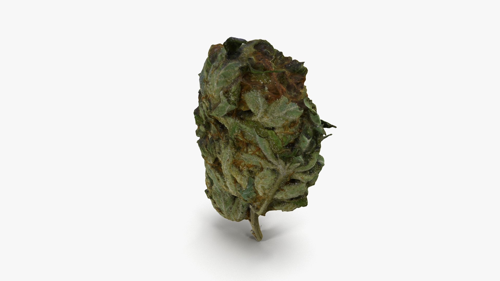 3D model Ultimate Cannabis Collection https://p.turbosquid.com/ts-thumb/l5/JrIcyp/Va/18/png/1673680221/1920x1080/fit_q87/a1de48d171c3d1e6c6d178fcbacbd9ccb2bd21dc/18.jpg