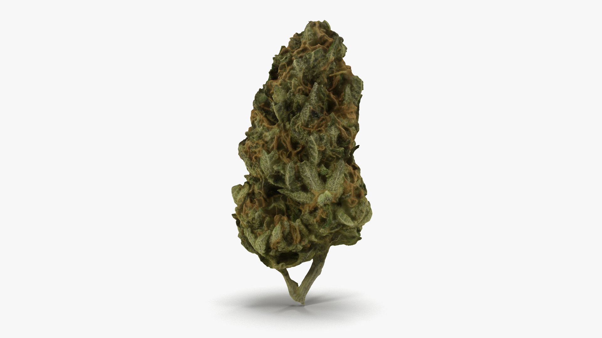 3D model Ultimate Cannabis Collection https://p.turbosquid.com/ts-thumb/l5/JrIcyp/Ve/24/png/1673680267/1920x1080/fit_q87/2e2d37c22d0d4b689147c51d4774e123978f031a/24.jpg