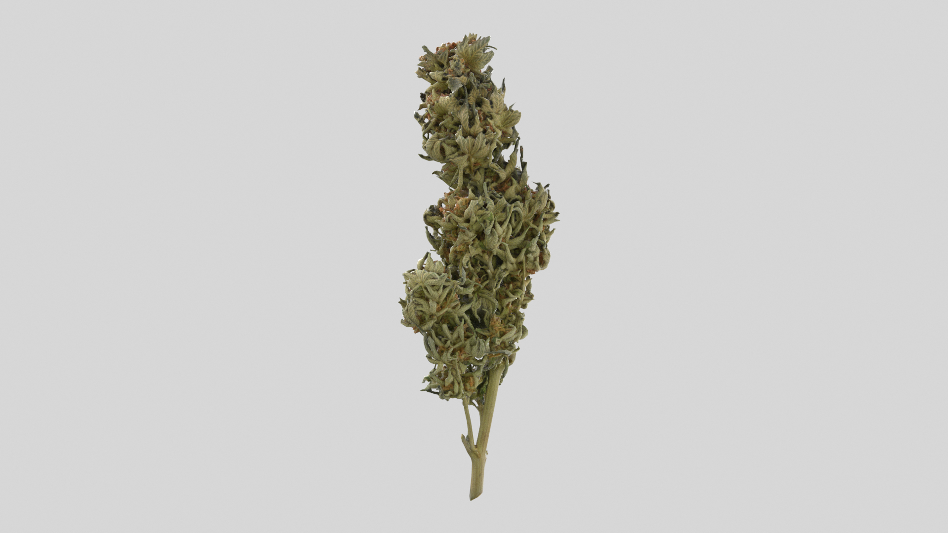 3D model Ultimate Cannabis Collection https://p.turbosquid.com/ts-thumb/l5/JrIcyp/hx/branch03tt/png/1673679511/1920x1080/turn_fit_q99/f12d71840b3dbe67eb279c96dd1ed2211f4d091a/branch03tt-1.jpg