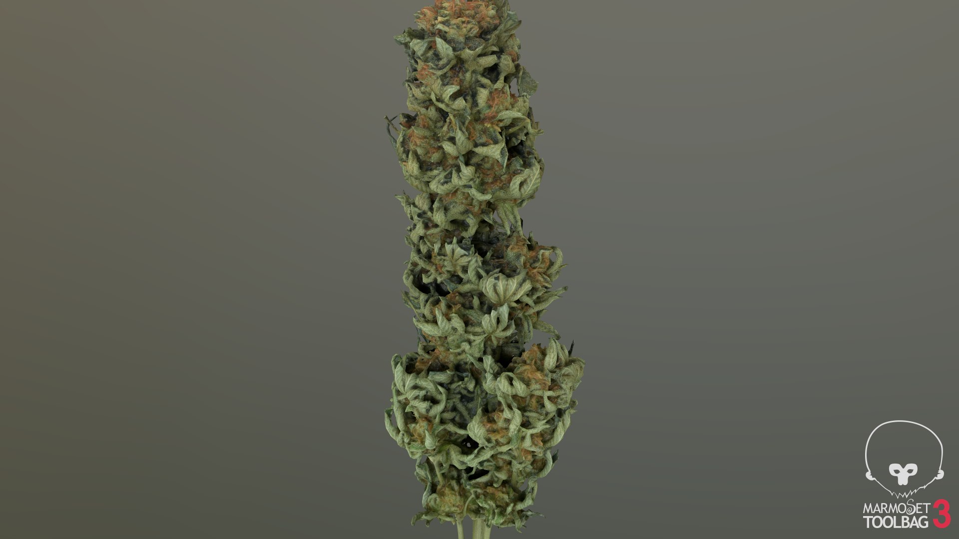 3D model Ultimate Cannabis Collection https://p.turbosquid.com/ts-thumb/l5/JrIcyp/jx/screenshot488/png/1673679496/1920x1080/fit_q87/7bff05b2157f8845638c9888d03e0f23ae0c67ec/screenshot488.jpg