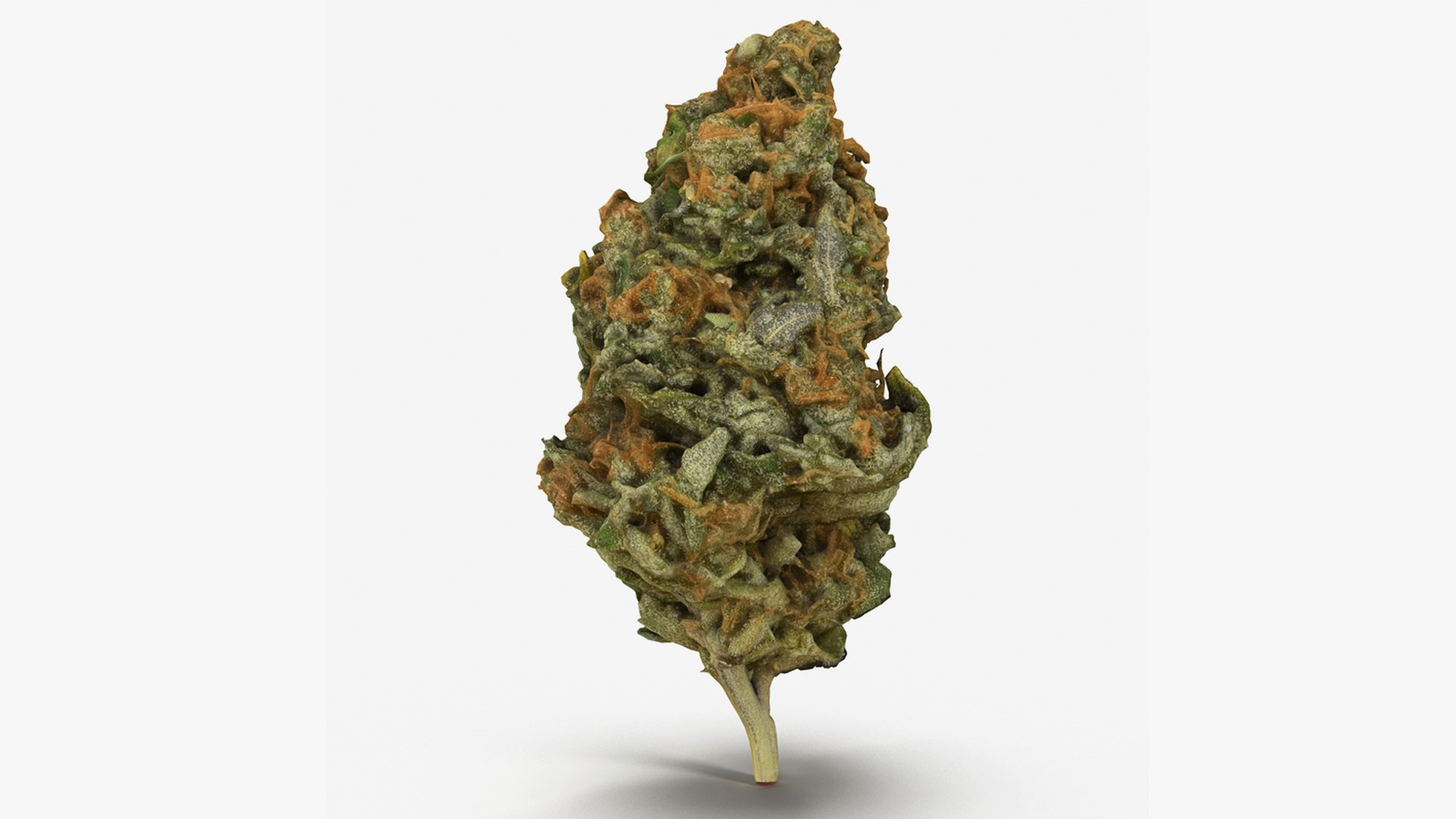3D model Ultimate Cannabis Collection https://p.turbosquid.com/ts-thumb/l5/JrIcyp/mY/5/png/1673680165/1920x1080/fit_q87/65026e7f219a097232aaded1777e79bcfb14165e/5.jpg