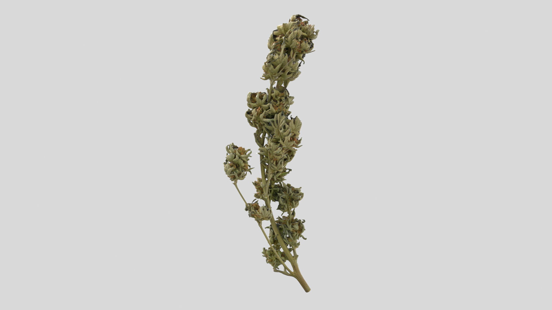 3D model Ultimate Cannabis Collection https://p.turbosquid.com/ts-thumb/l5/JrIcyp/oO/branch02tt/png/1673679316/1920x1080/turn_fit_q99/129933a41dd7e6c35155d8c0fdcb582a250cdec3/branch02tt-1.jpg