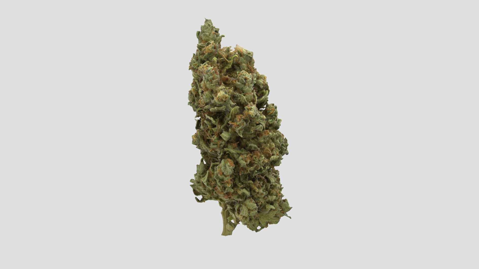 3D model Ultimate Cannabis Collection https://p.turbosquid.com/ts-thumb/l5/JrIcyp/pu/mk_r4/png/1673679606/1920x1080/fit_q87/09ae30a70c43c369b3252cae705df576ad52ba1b/mk_r4.jpg