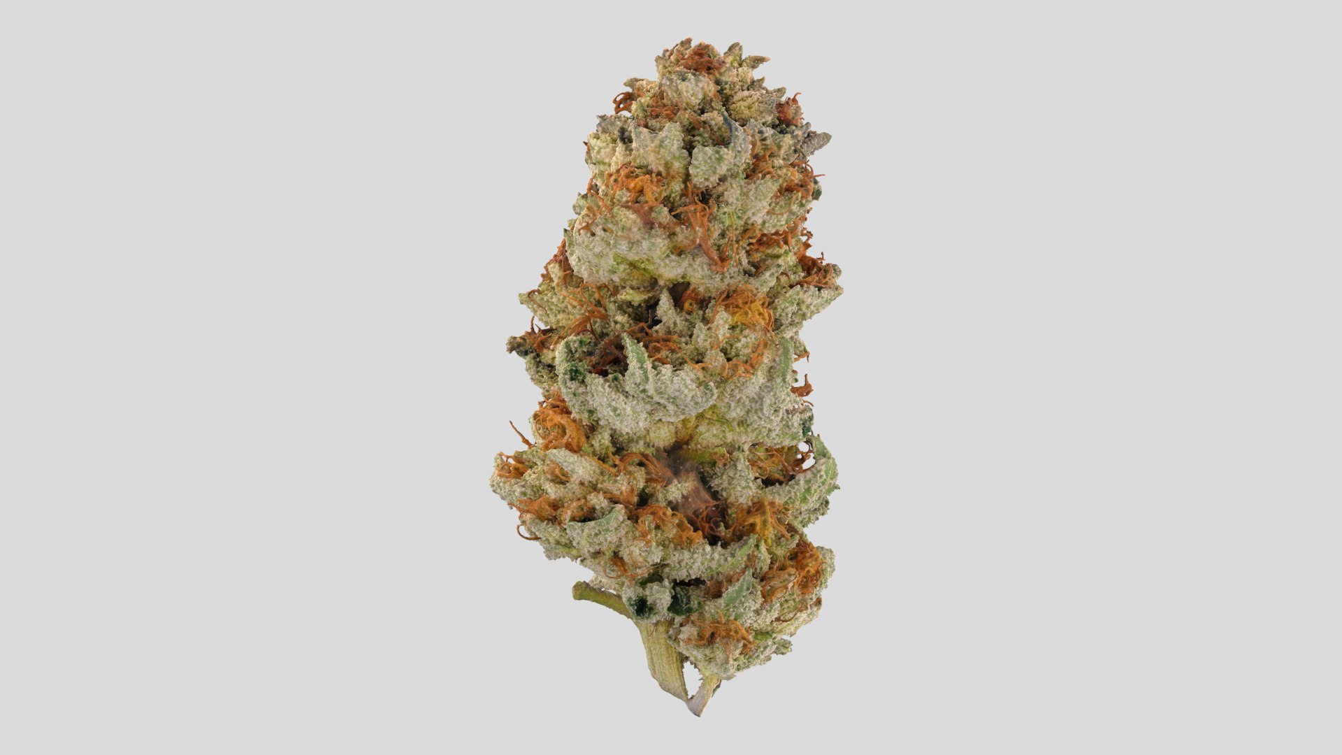 3D model Ultimate Cannabis Collection https://p.turbosquid.com/ts-thumb/l5/JrIcyp/uT/strawnana_r1/png/1673677911/1920x1080/fit_q87/08c3f7d6d7a330210d8695003932ab602ba7d0c6/strawnana_r1.jpg