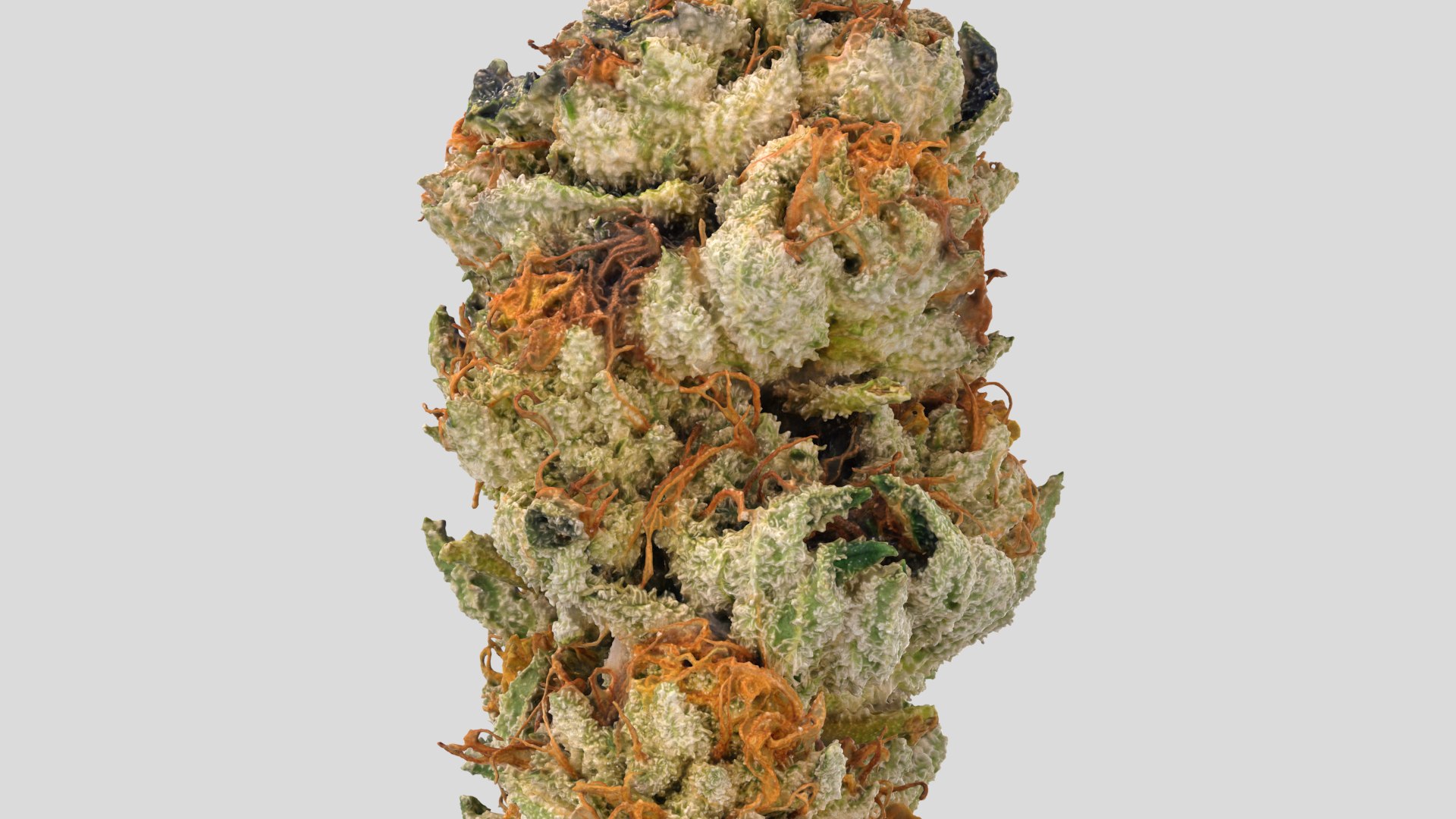 3D model Ultimate Cannabis Collection https://p.turbosquid.com/ts-thumb/l5/JrIcyp/vP/strawnana_r7/png/1673677914/1920x1080/fit_q87/cd6dc7779fd6dc43d5574e8cb1c9a39a8e15d55d/strawnana_r7.jpg