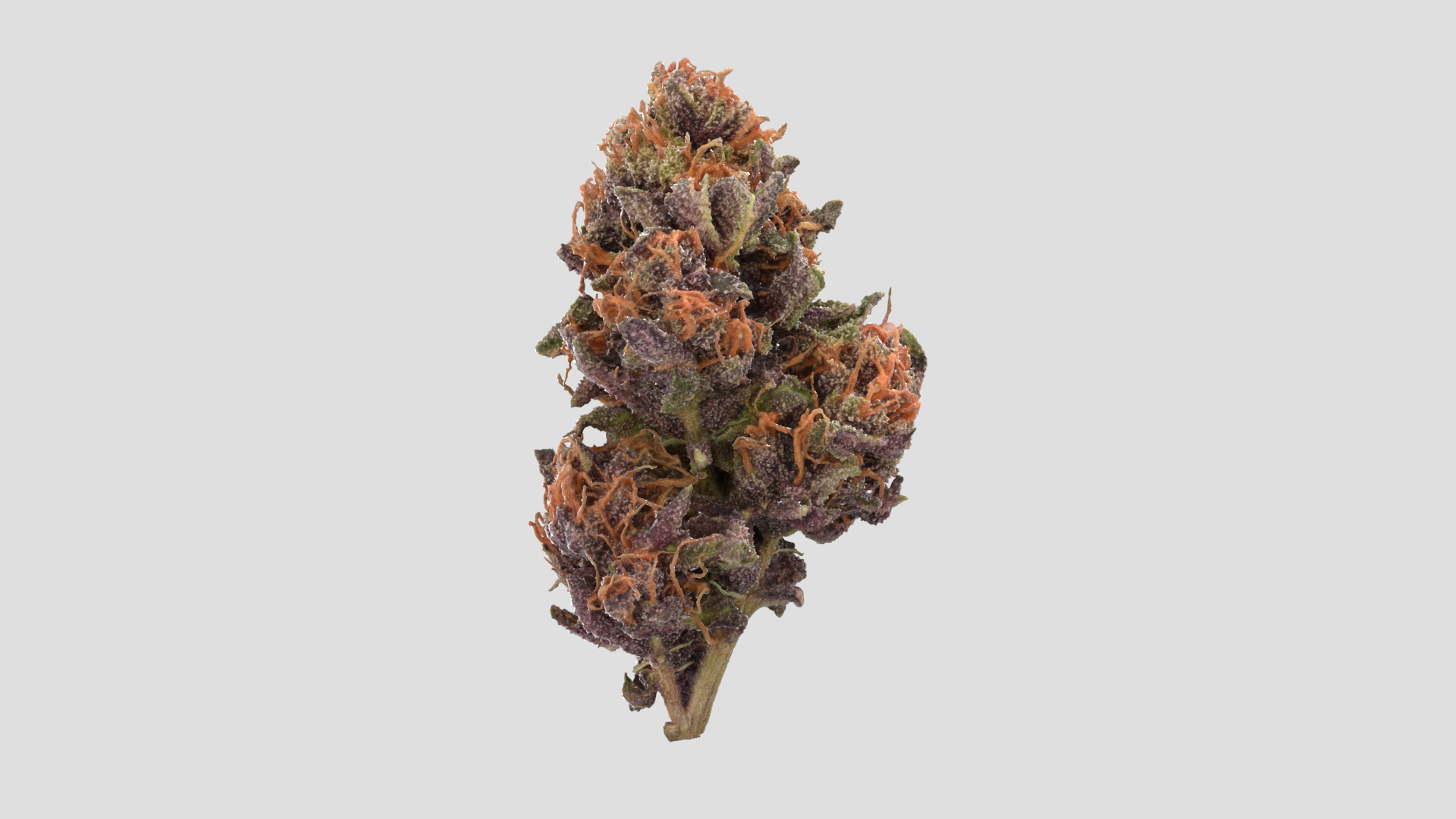 3D model Ultimate Cannabis Collection https://p.turbosquid.com/ts-thumb/l5/JrIcyp/va/fftt/png/1673678263/1920x1080/turn_fit_q99/463b776f00cafc758d993461df4b6d183223e723/fftt-1.jpg