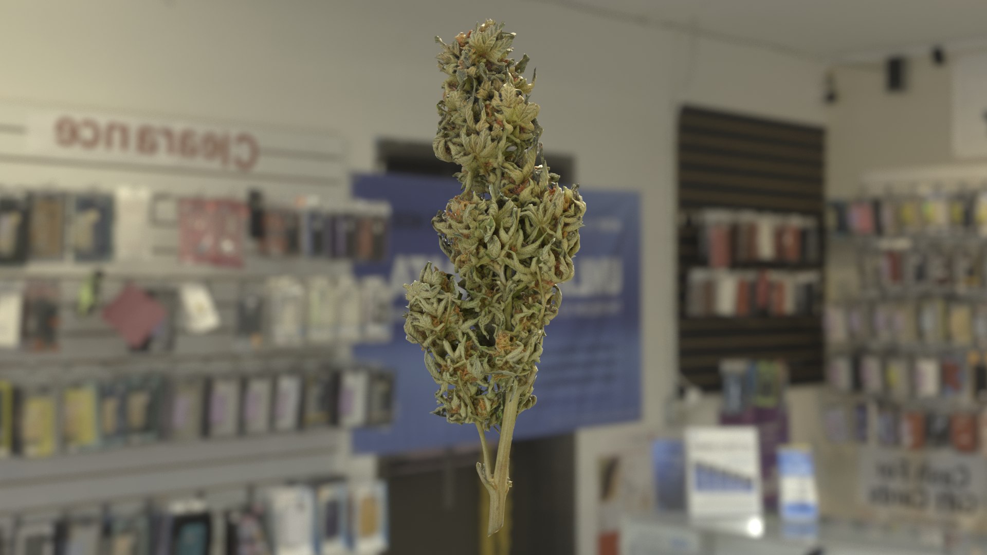 3D model Ultimate Cannabis Collection https://p.turbosquid.com/ts-thumb/l5/JrIcyp/x8/branch03_r1c/png/1673679497/1920x1080/fit_q87/8a541582987ee1c5fb8d381728d0906444496236/branch03_r1c.jpg