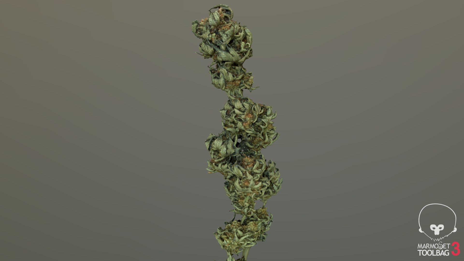 3D model Ultimate Cannabis Collection https://p.turbosquid.com/ts-thumb/l5/JrIcyp/xd/screenshot486/png/1673679298/1920x1080/fit_q87/2c9906999f75ae16a34c02b20c60fd2c57d7ce1a/screenshot486.jpg