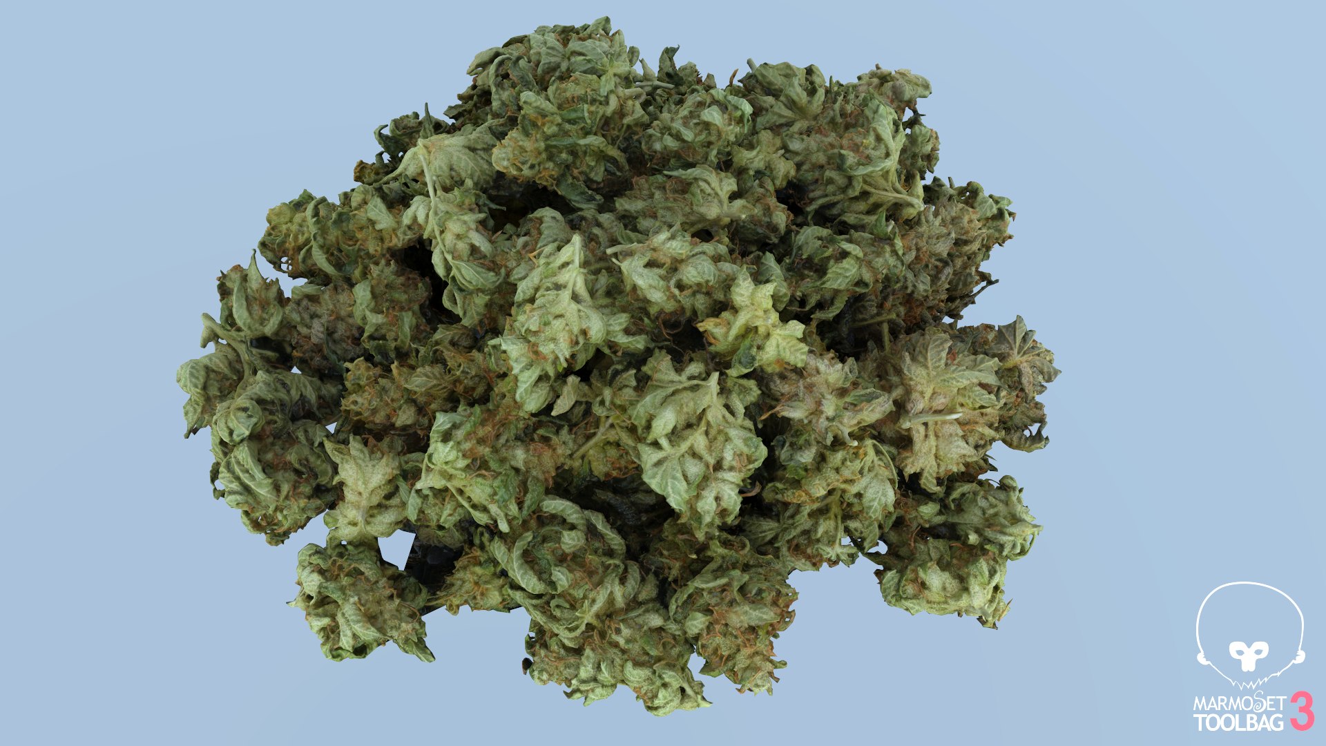3D model Ultimate Cannabis Collection https://p.turbosquid.com/ts-thumb/l5/JrIcyp/xd/screenshot798/png/1673678993/1920x1080/fit_q87/6b13991811e2215ed565e0910079f9c9a182ebfa/screenshot798.jpg