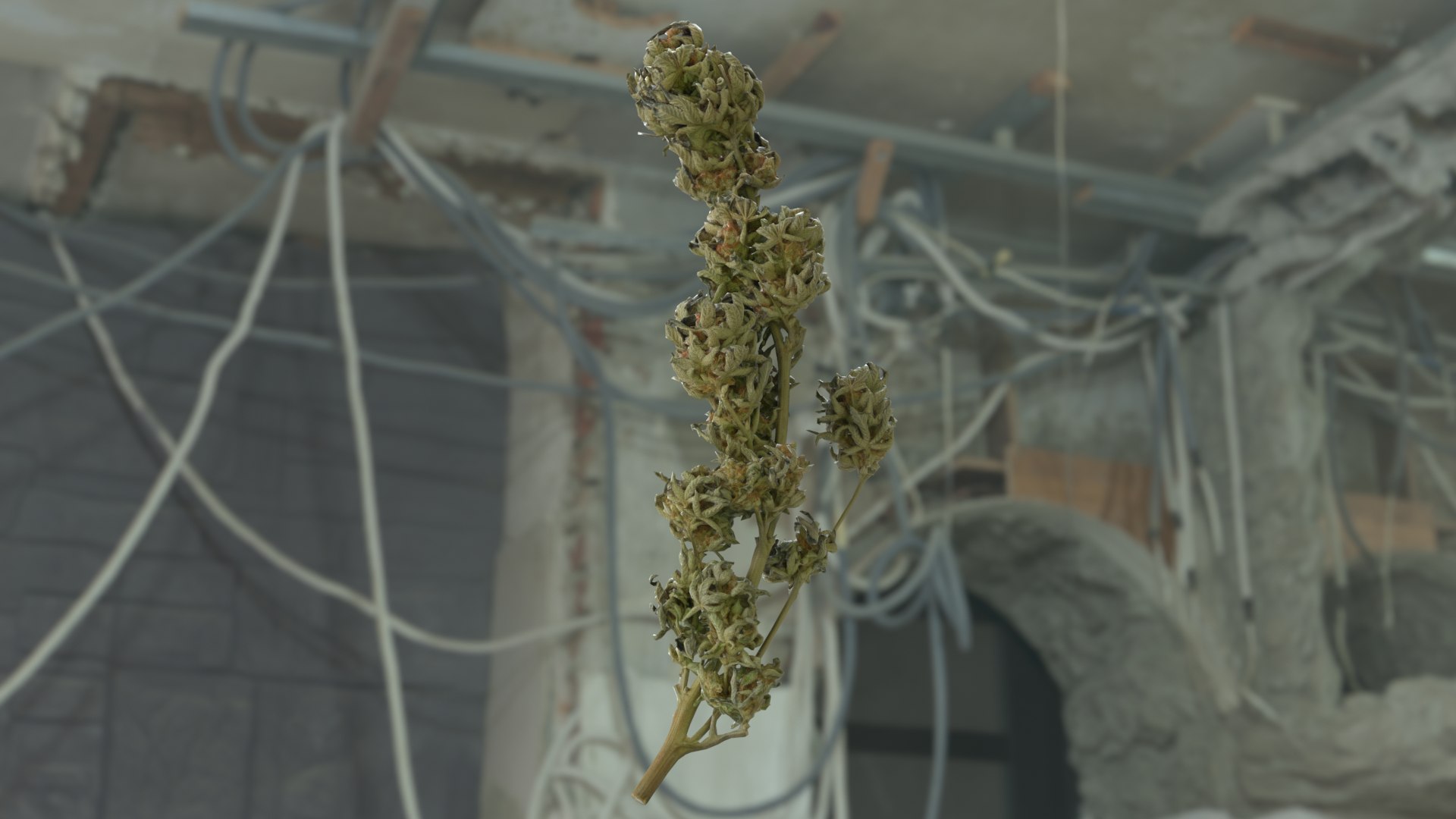 3D model Ultimate Cannabis Collection https://p.turbosquid.com/ts-thumb/l5/JrIcyp/zo/branch02_r5c/png/1673679300/1920x1080/fit_q87/88c99007d78b25a18d27ae9cd4015963d420e840/branch02_r5c.jpg
