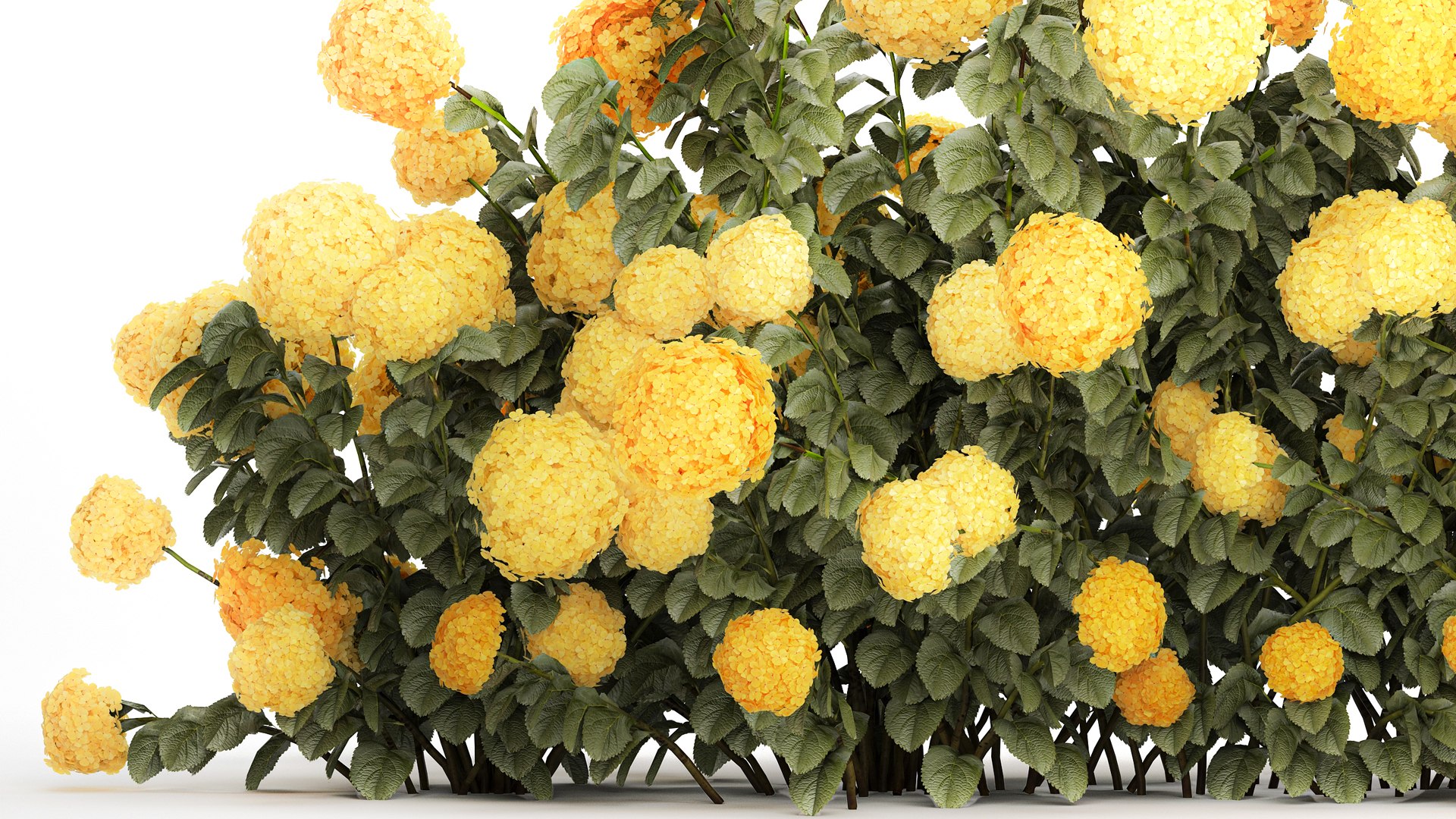 3D Bushes Yellow Hydrangea With Flowers For Garden 1480 model https://p.turbosquid.com/ts-thumb/l5/LUr62d/BF/1hydrangeawhitegreen190702/jpg/1753091974/1920x1080/fit_q87/049daa67fce76bbc301b8cf622a0fe30e03a9797/1hydrangeawhitegreen190702.jpg