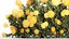 Arbustos de Hortênsia Amarela com Flores para Jardim 1480