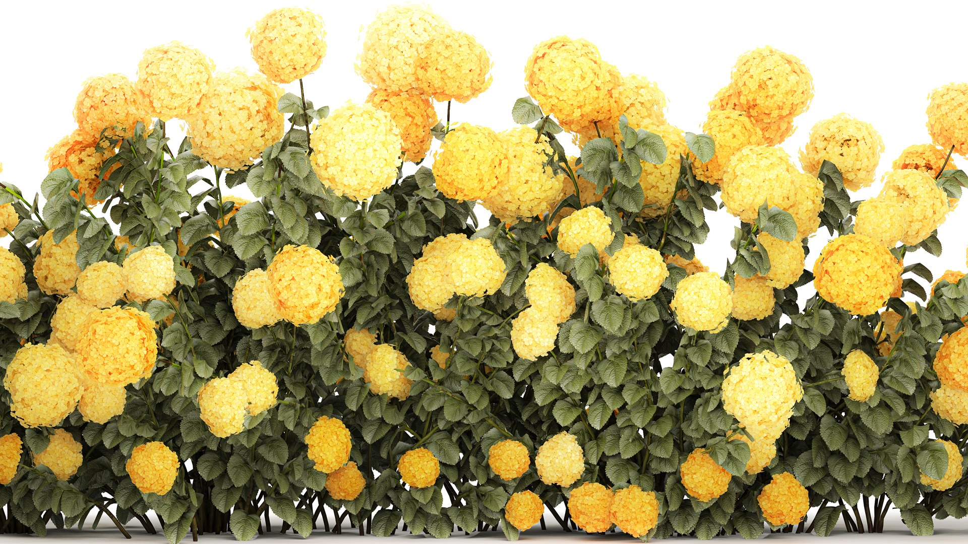 3D Bushes Yellow Hydrangea With Flowers For Garden 1480 model https://p.turbosquid.com/ts-thumb/l5/LUr62d/Fg/1hydrangeawhitegreen190703/jpg/1753091975/1920x1080/fit_q87/bf424e0f4f999289313c827b28130ffe3eccf92f/1hydrangeawhitegreen190703.jpg