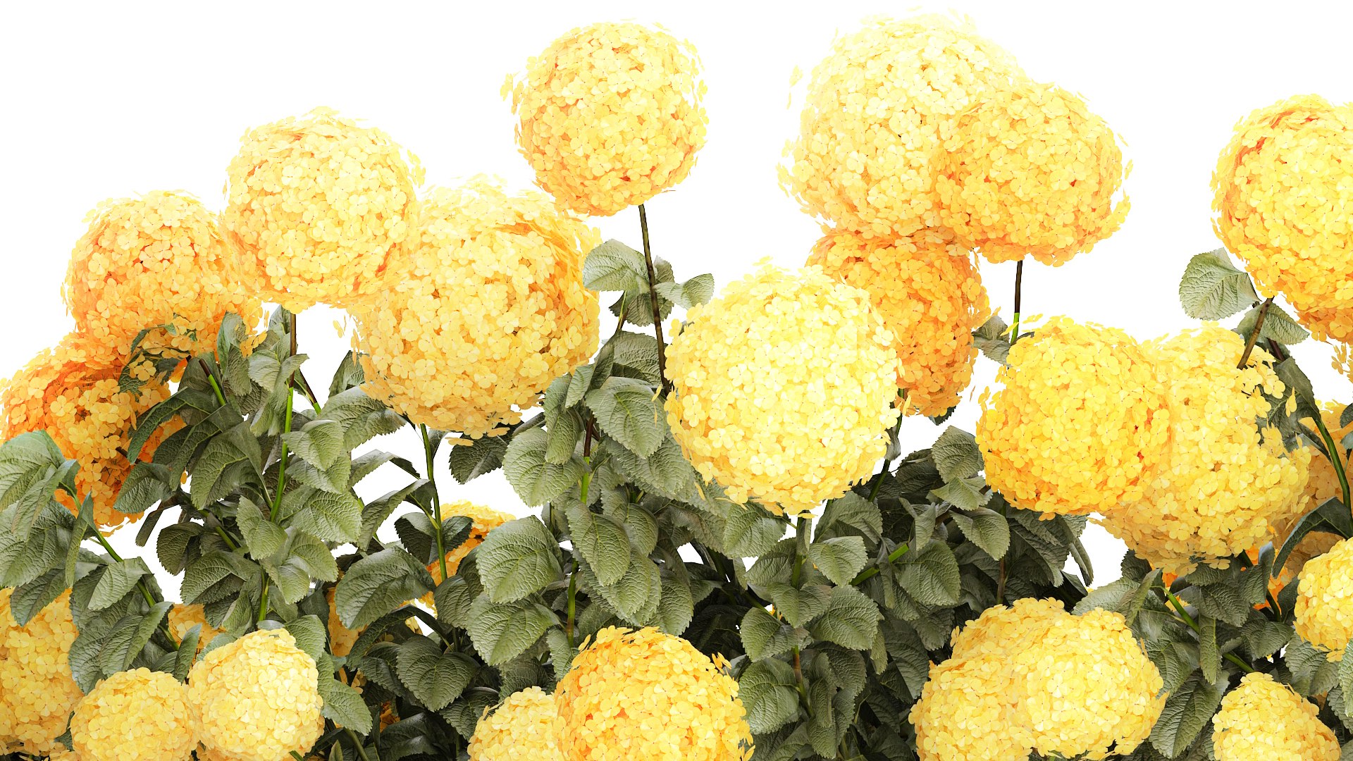 3D Bushes Yellow Hydrangea With Flowers For Garden 1480 model https://p.turbosquid.com/ts-thumb/l5/LUr62d/Pu/1hydrangeawhitegreen190705/jpg/1753091975/1920x1080/fit_q87/b5eaa946eb6945246860bb4b5ec9b8da33f355e6/1hydrangeawhitegreen190705.jpg