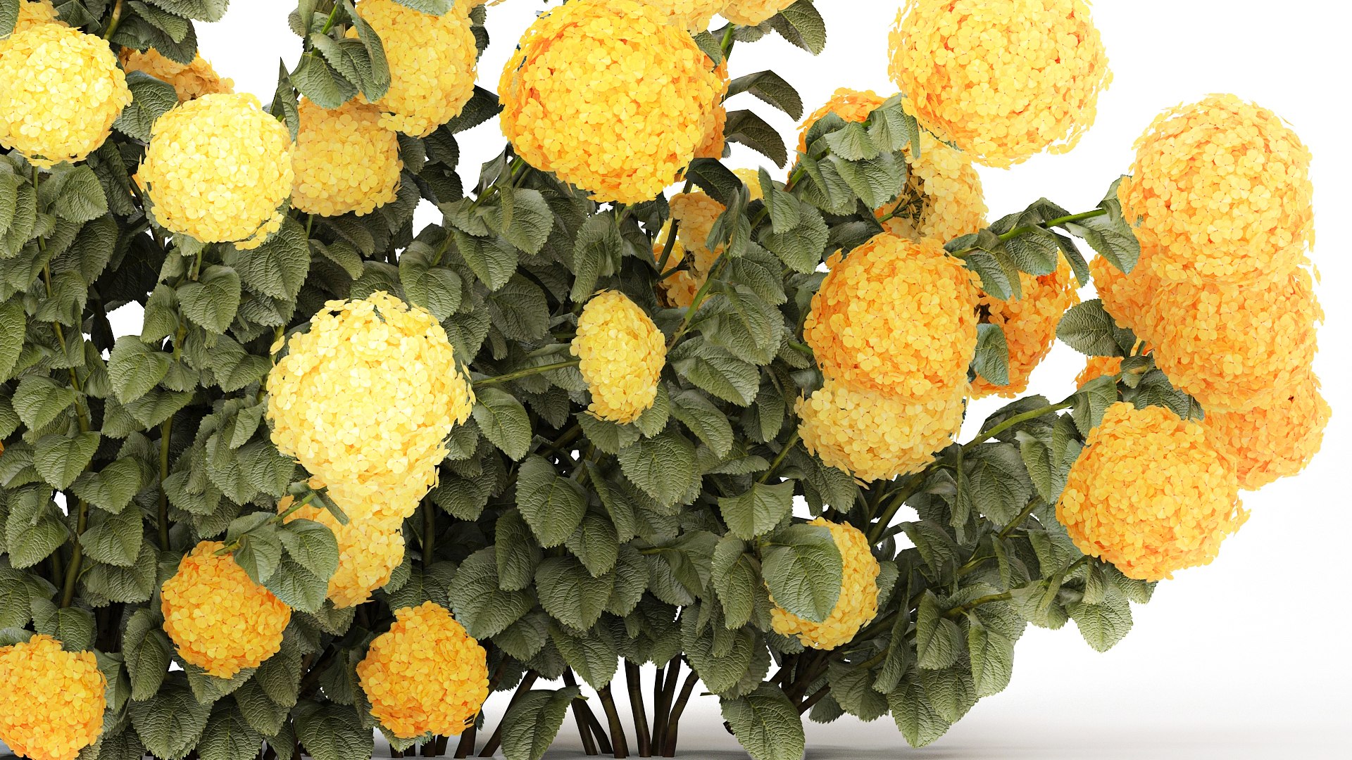 3D Bushes Yellow Hydrangea With Flowers For Garden 1480 model https://p.turbosquid.com/ts-thumb/l5/LUr62d/pH/1hydrangeawhitegreen190707/jpg/1753091977/1920x1080/fit_q87/8c71dd29dcc5e4728d9cf2fa8ed6f0dbc314077e/1hydrangeawhitegreen190707.jpg