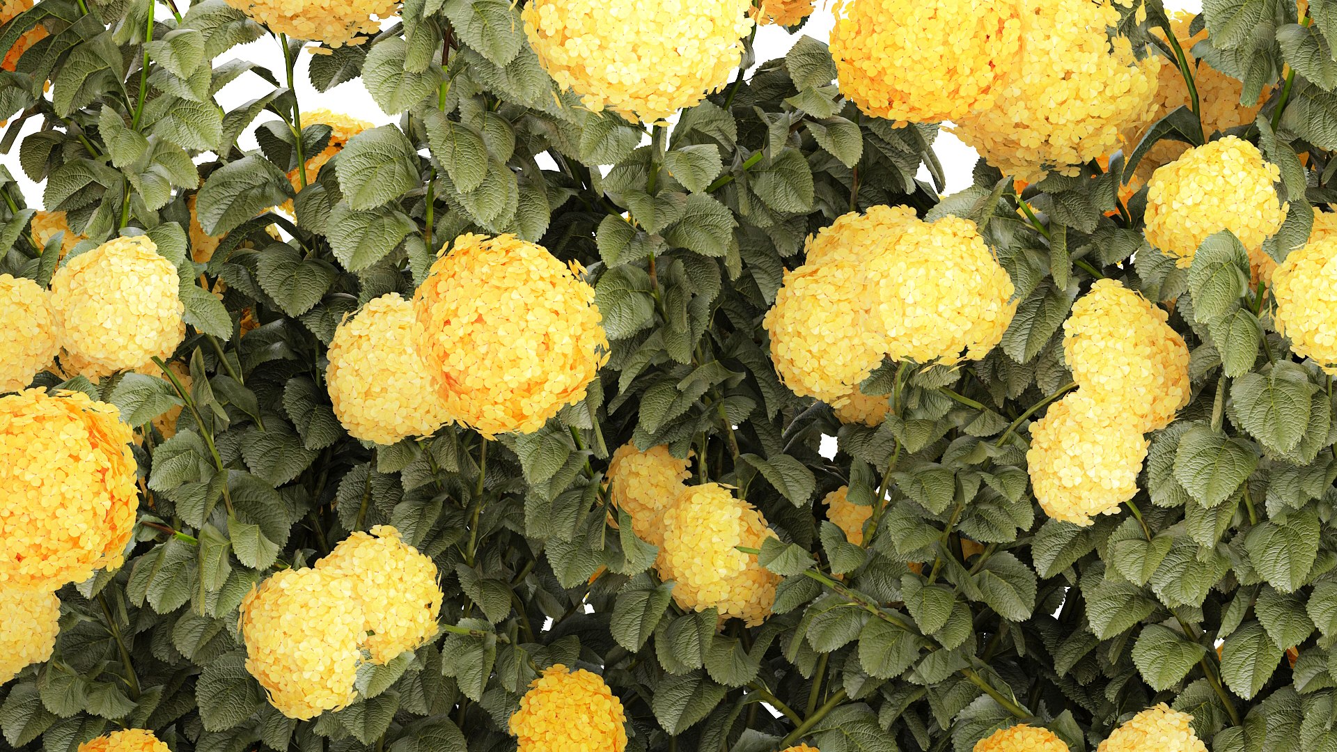 3D Bushes Yellow Hydrangea With Flowers For Garden 1480 model https://p.turbosquid.com/ts-thumb/l5/LUr62d/ui/1hydrangeawhitegreen190706/jpg/1753091976/1920x1080/fit_q87/485f995e9d4eaead4762008ddd04f447cb894c31/1hydrangeawhitegreen190706.jpg