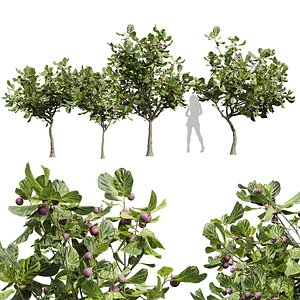 New Plant High detail Ficus Carica Feige Fig 3D model
