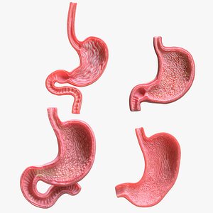 3D model Human Stomach Bundle
