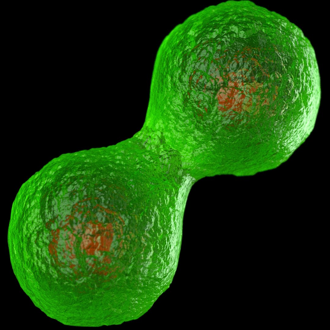 3D model division cell mitosis - TurboSquid 1428820