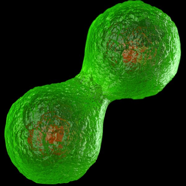 modelo 3d División celular por mitosis. - TurboSquid 1428820