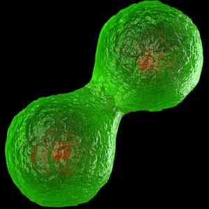 Cell division by mitosis