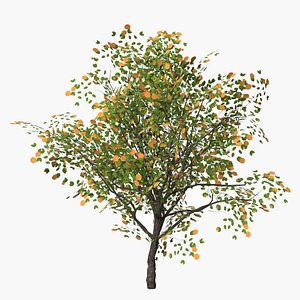 orange fruits low poly
