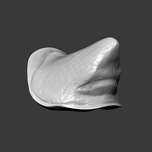 Rhino Horn Small Highpoly Sculpt 3D model