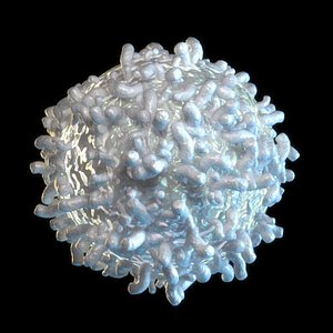 white blood cell 3d model