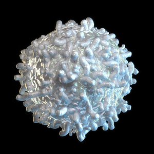 White Blood Cell
