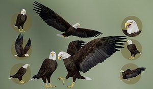Animated Realistic Bald Eagle 3D model