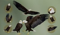 Animated Realistic Bald Eagle