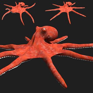 Octopus 3D model