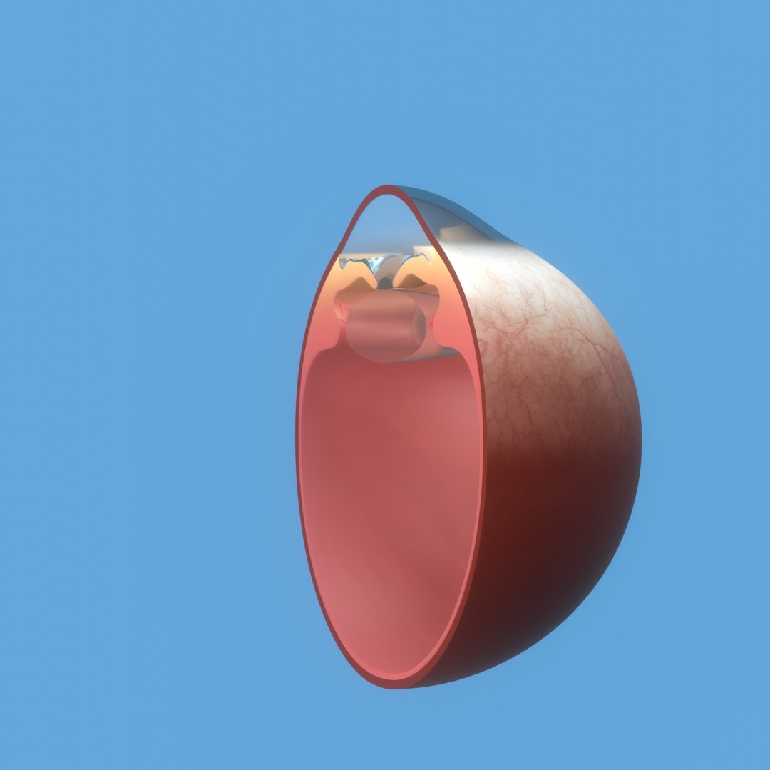 3D eye ball structure model https://p.turbosquid.com/ts-thumb/l6/A5Rz1D/DF/img9/jpg/1692541729/1920x1080/fit_q87/2a62137866102bf2e466f24be3cc45640d1aec11/img9.jpg