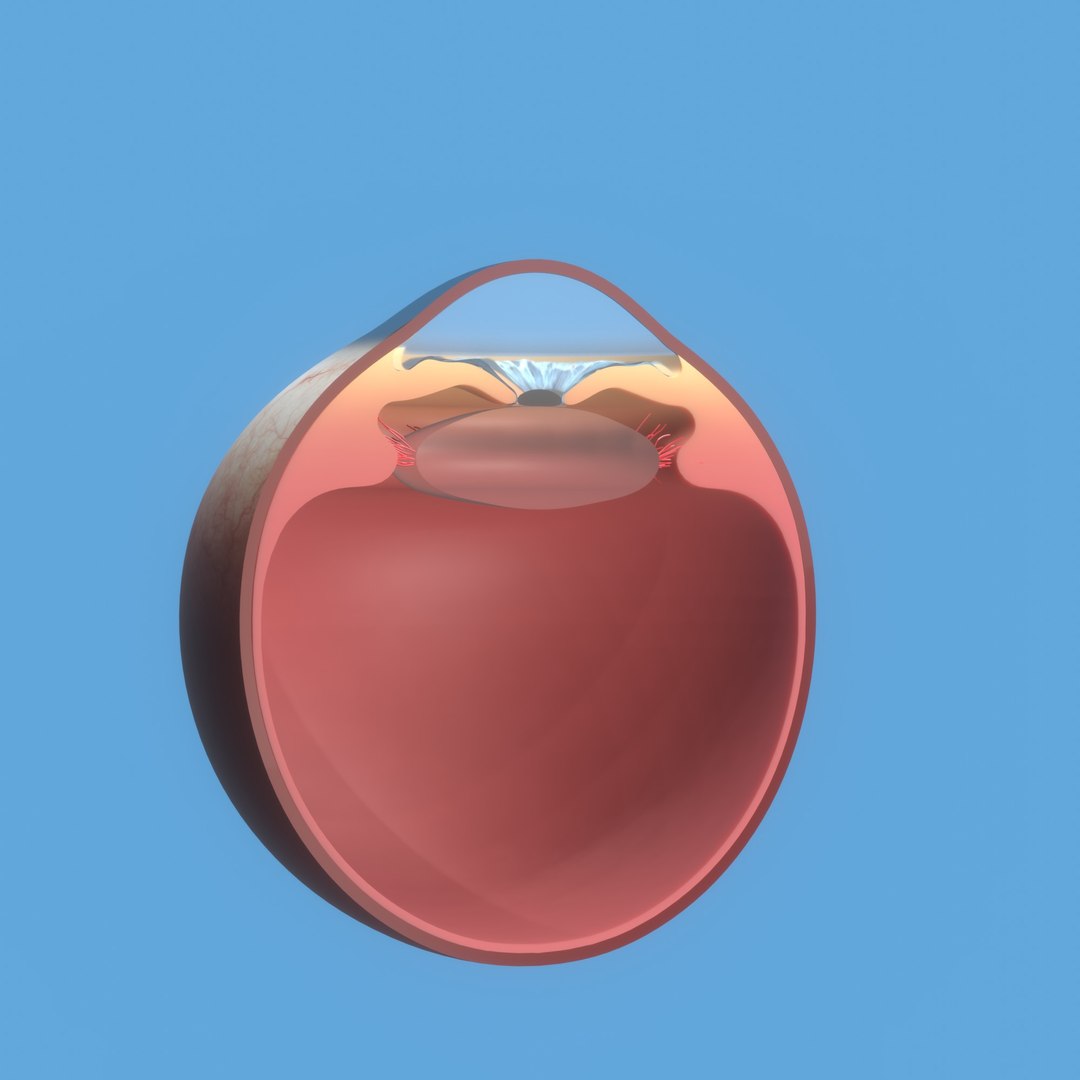 3D eye ball structure model https://p.turbosquid.com/ts-thumb/l6/A5Rz1D/Ep/img4/jpg/1692541726/1920x1080/fit_q87/75653e437d21d068a6cd15b9ad6f4d4ecf682907/img4.jpg