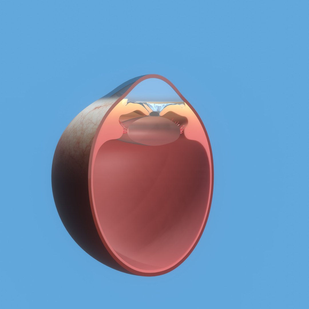 3D eye ball structure model https://p.turbosquid.com/ts-thumb/l6/A5Rz1D/Kg/img3/jpg/1692541726/1920x1080/fit_q87/c3982685d8e3cabfafc50c4dea87c88270b088c8/img3.jpg