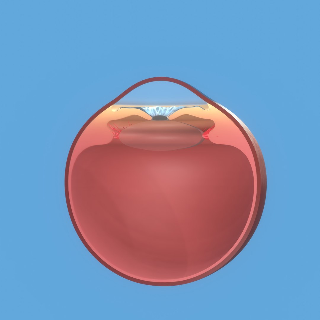3D eye ball structure model https://p.turbosquid.com/ts-thumb/l6/A5Rz1D/Nz/img6/jpg/1692541727/1920x1080/fit_q87/0882847bb2365faf03139e6ad11b5bf878881b45/img6.jpg