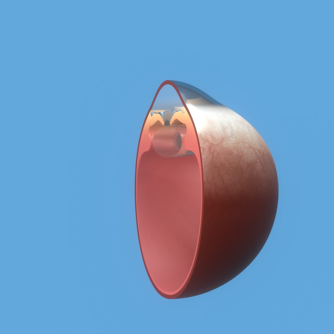 3D eye ball structure model https://p.turbosquid.com/ts-thumb/l6/A5Rz1D/P2/img10/jpg/1692541729/1920x1080/fit_q87/fb25c80fdca83728f866f5b197a379b04e10e11d/img10.jpg