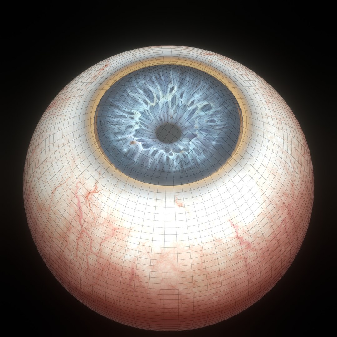3D eye ball structure model https://p.turbosquid.com/ts-thumb/l6/A5Rz1D/rW/wire9/jpg/1692541735/1920x1080/fit_q87/2feb4358f965323a21a372f6a0928407f2883d06/wire9.jpg