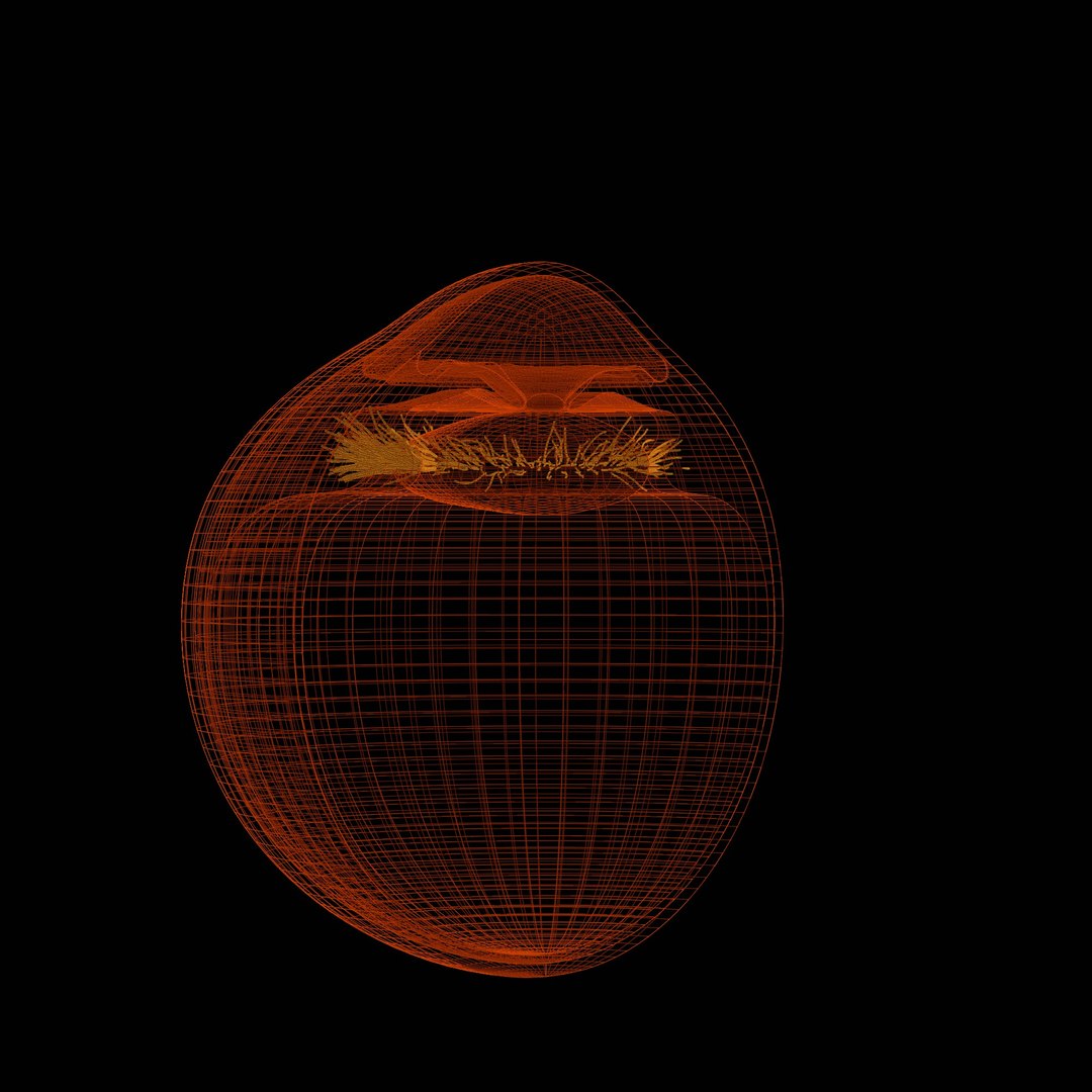 3D eye ball structure model https://p.turbosquid.com/ts-thumb/l6/A5Rz1D/rj/wire8/jpg/1692541735/1920x1080/fit_q87/09844ca9f4fdbc5da72fa0084023ff6c7d150d5d/wire8.jpg