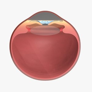 3D eye ball structure model