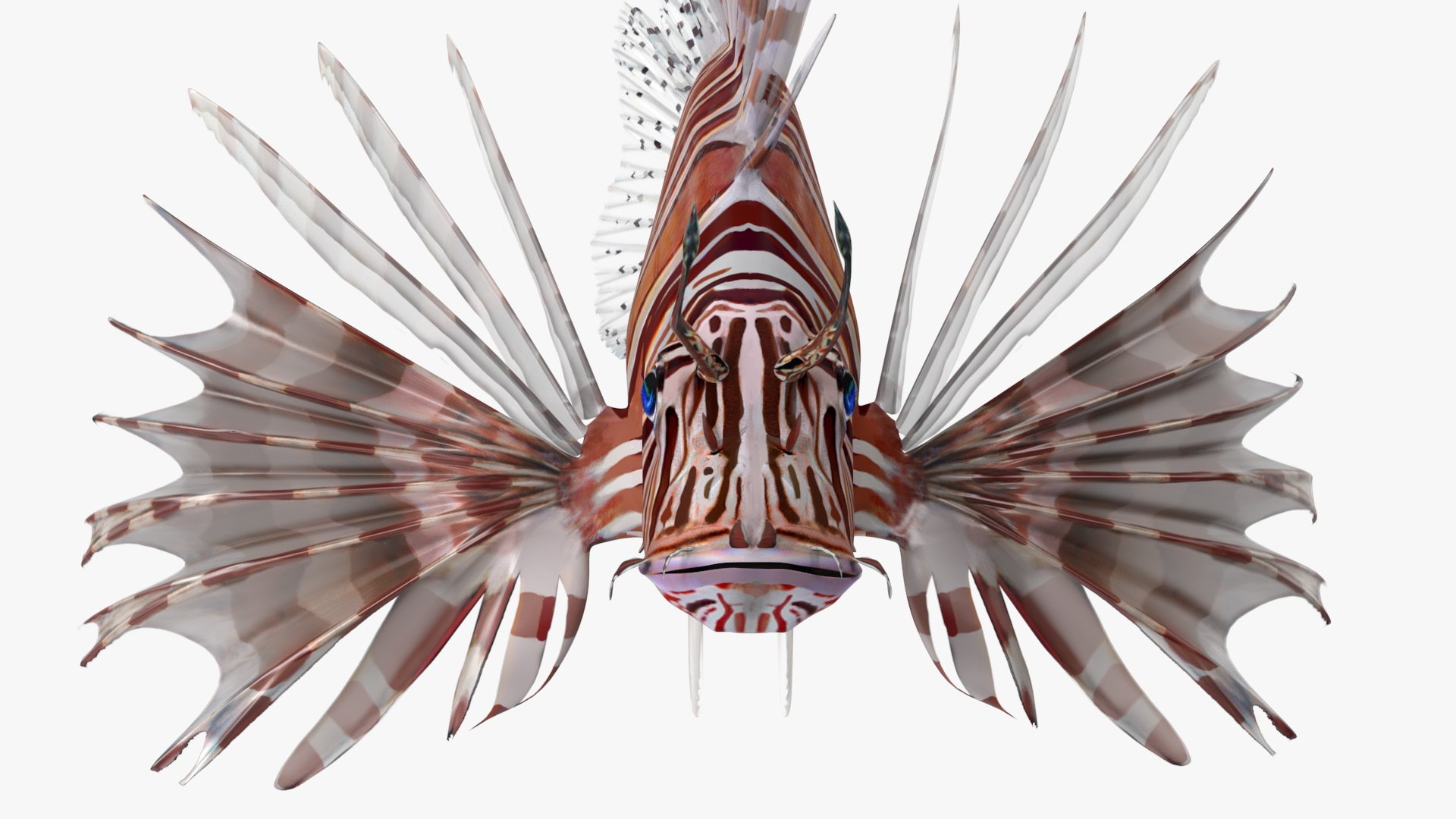 3D Lionfish Marine Creature Rigged for Maya https://p.turbosquid.com/ts-thumb/l6/P5j4u9/KW/lionfish_marine_creature_rigged_014/jpg/1739344258/1920x1080/fit_q87/ea6b73bdb475599556eface953e1e60e35da5b41/lionfish_marine_creature_rigged_014.jpg
