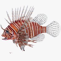 Lionfish Marine Creature Rigged for Maya